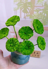 Pipe cleaner's DIY flower making Kit (pack of 8 flowers kit)